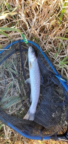 アメマスの釣果