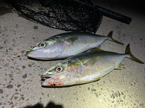 ハマチの釣果