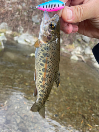 ニジマスの釣果