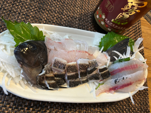 グレの釣果