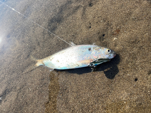 コノシロの釣果