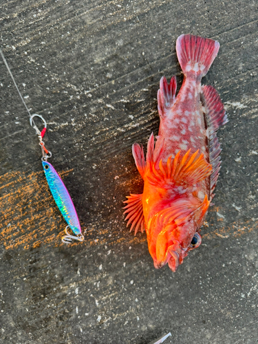 カサゴの釣果