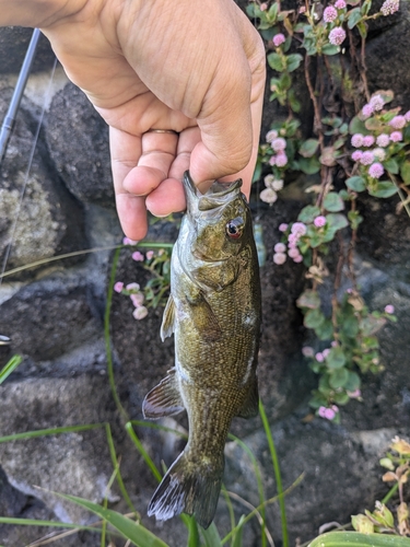 スモールマウスバスの釣果