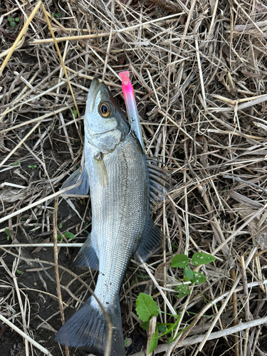 セイゴ（ヒラスズキ）の釣果