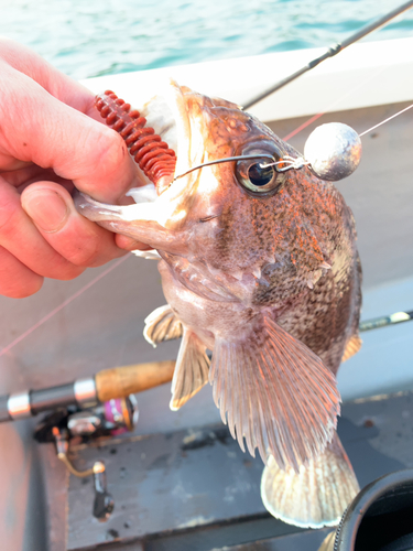 アイナメの釣果