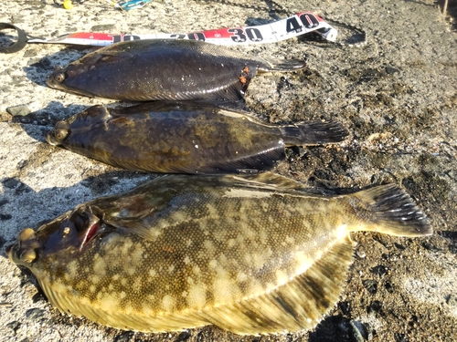 クロガシラガレイの釣果