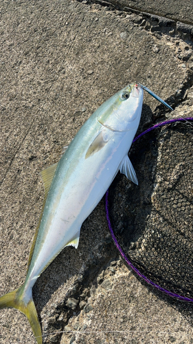 ブリの釣果