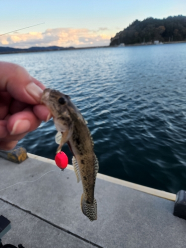 ハゼの釣果