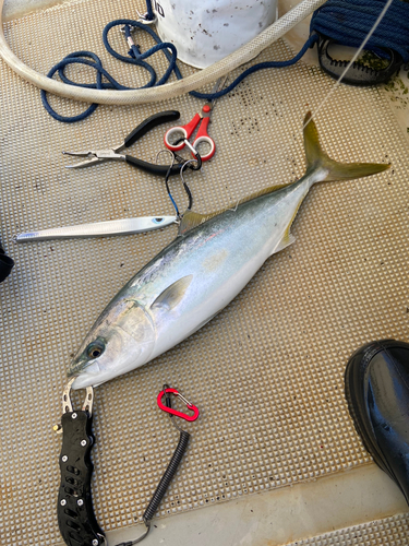 ハマチの釣果