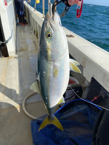 ハマチの釣果