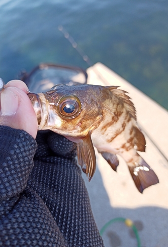 メバルの釣果