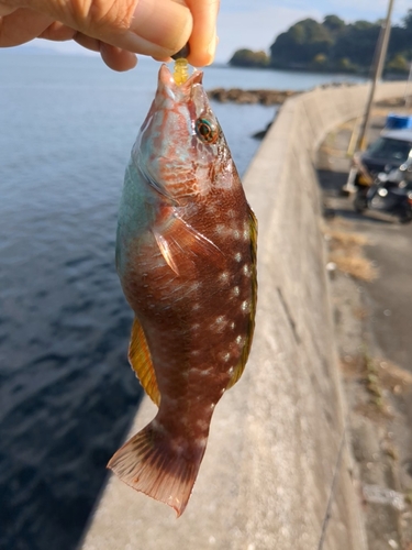 ホシササノハベラの釣果