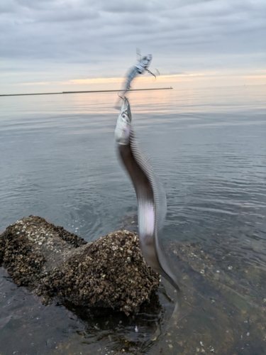 タチウオの釣果