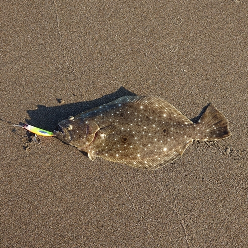 ソゲの釣果