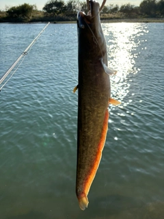 ナマズの釣果