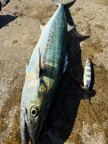 サゴシの釣果