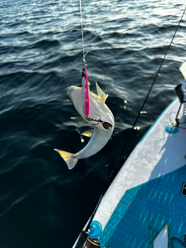 シロサバフグの釣果