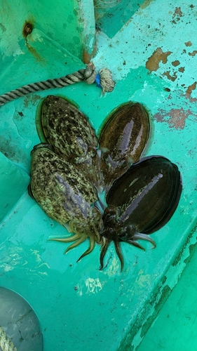 スミイカの釣果