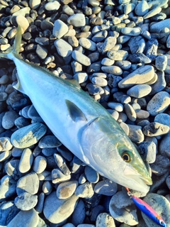 イナダの釣果