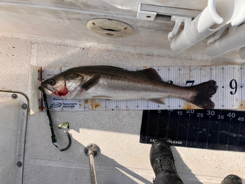 シーバスの釣果