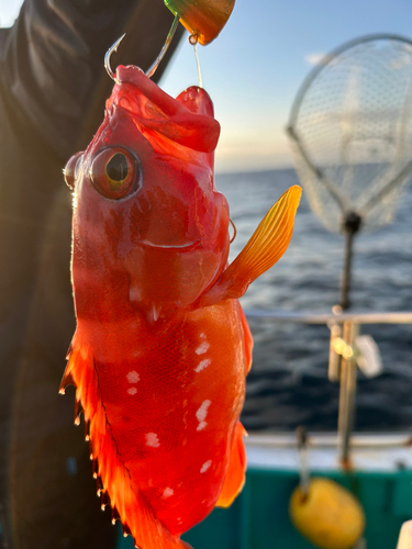 アカハタの釣果