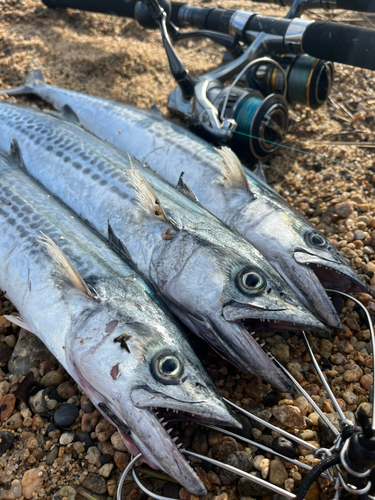 サゴシの釣果