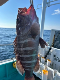 マハタの釣果