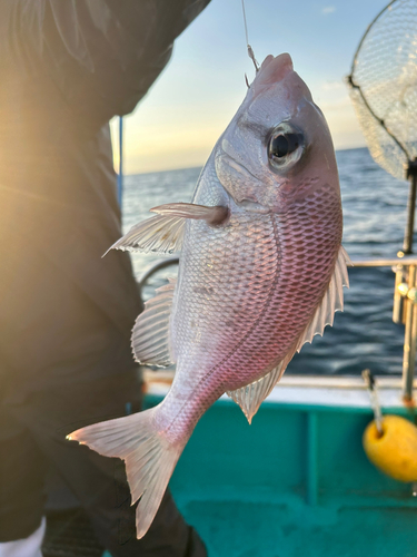 メイチダイの釣果