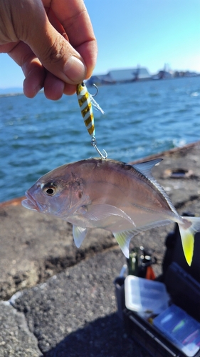 メッキの釣果