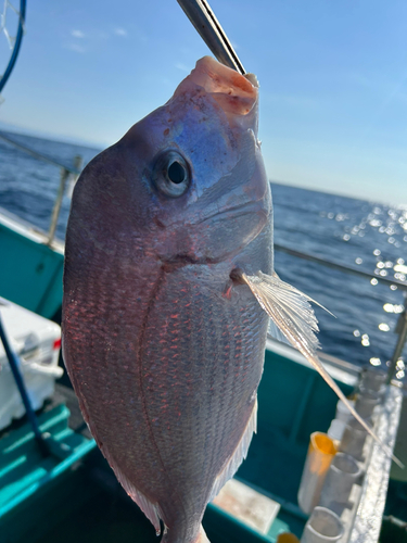 チダイの釣果