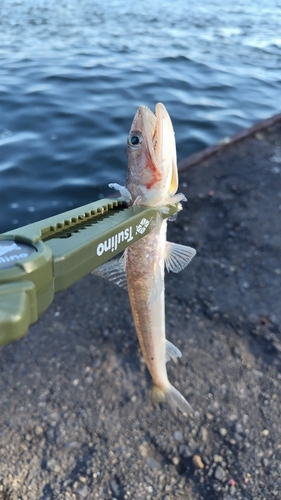 エソの釣果