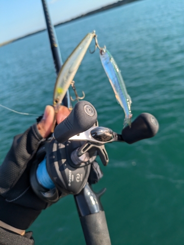 トウゴロウイワシの釣果