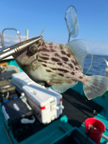 カワハギの釣果