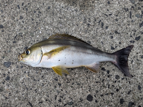 イサキの釣果