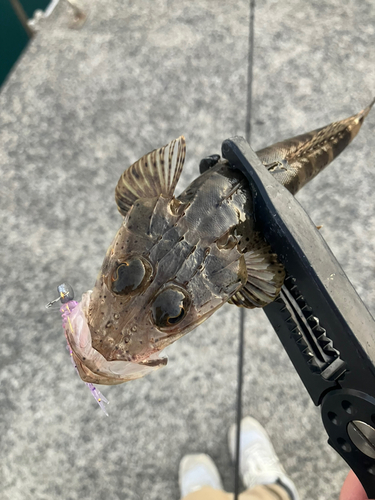 コチの釣果