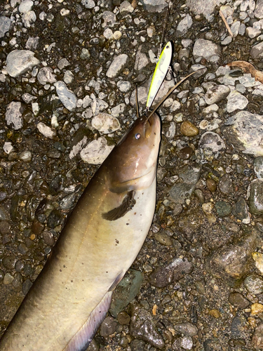 ナマズの釣果