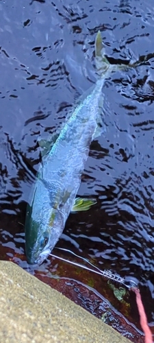 ツバイソの釣果