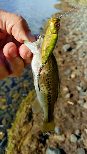 ブラックバスの釣果