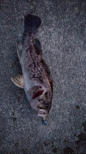 クロソイの釣果