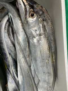 タチウオの釣果