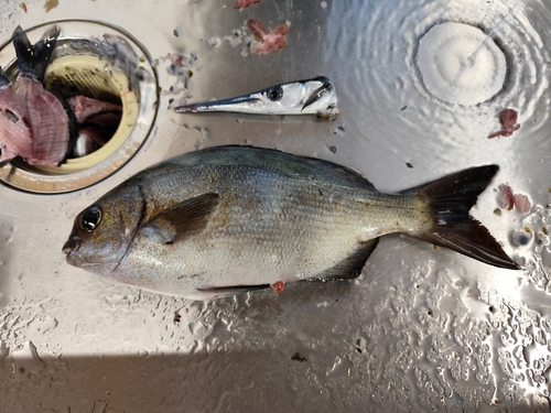 釣果