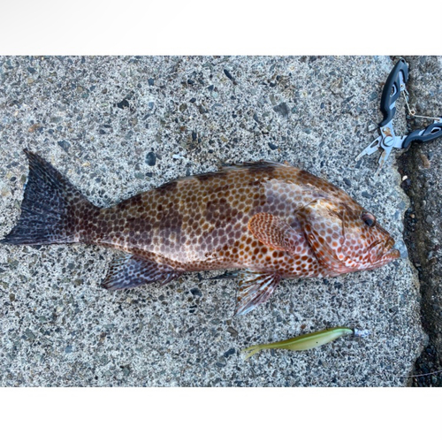 オオモンハタの釣果