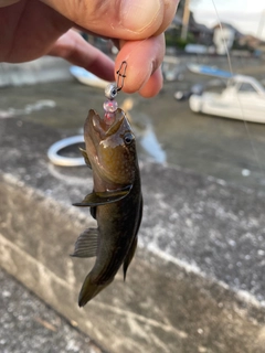 ハゼの釣果