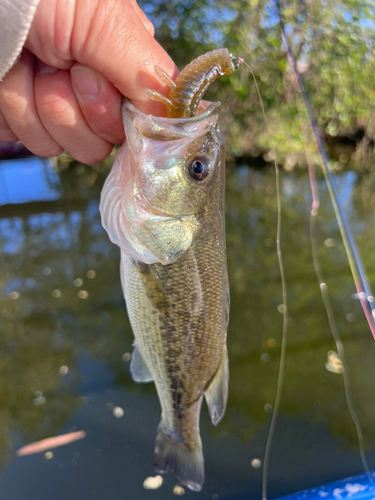 ブラックバスの釣果