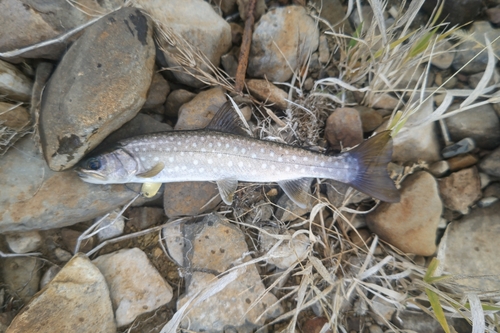 アメマスの釣果