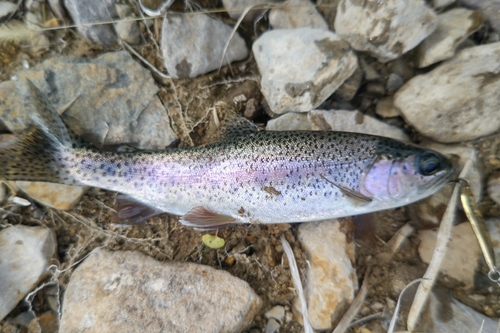 ニジマスの釣果