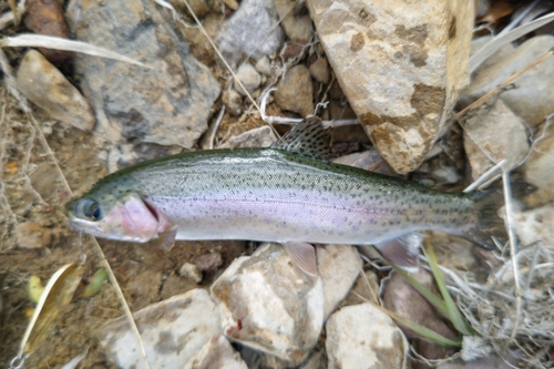 ニジマスの釣果