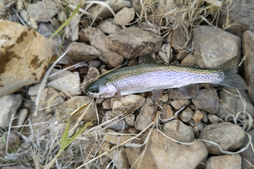 ニジマスの釣果