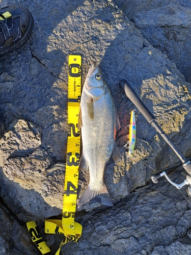 セイゴ（ヒラスズキ）の釣果