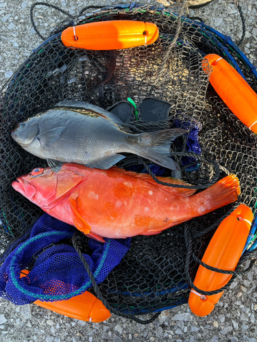 アカハタの釣果